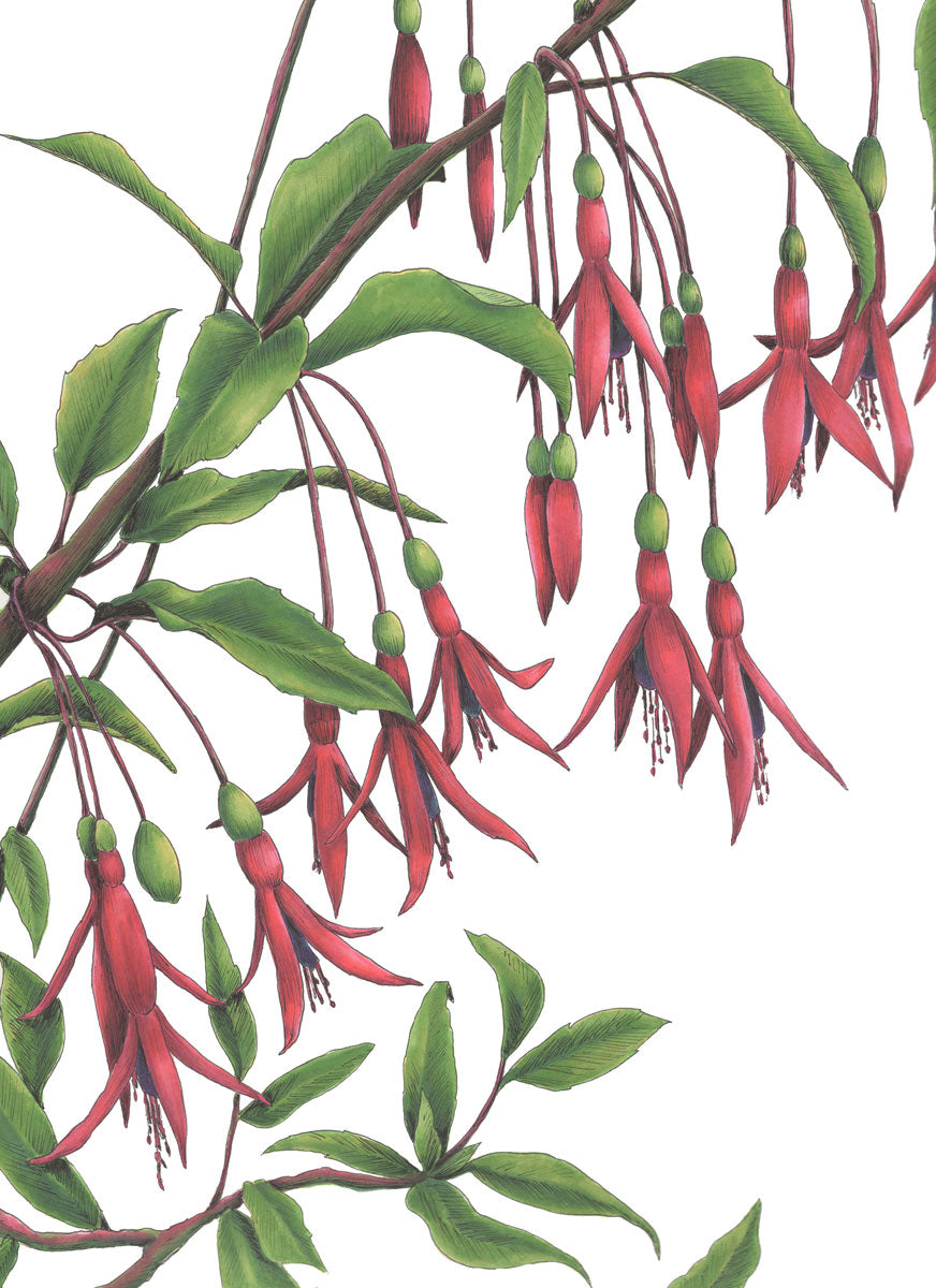 Hummingbirds - Open Edition Paper Print