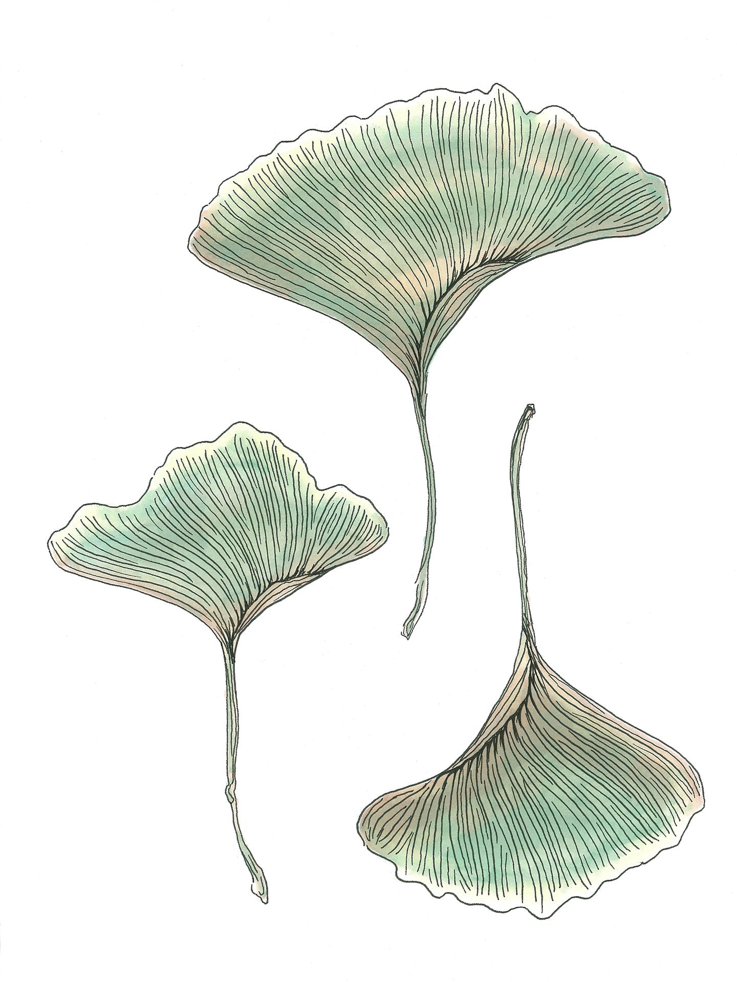 Maidenhair - Open Edition Paper Print
