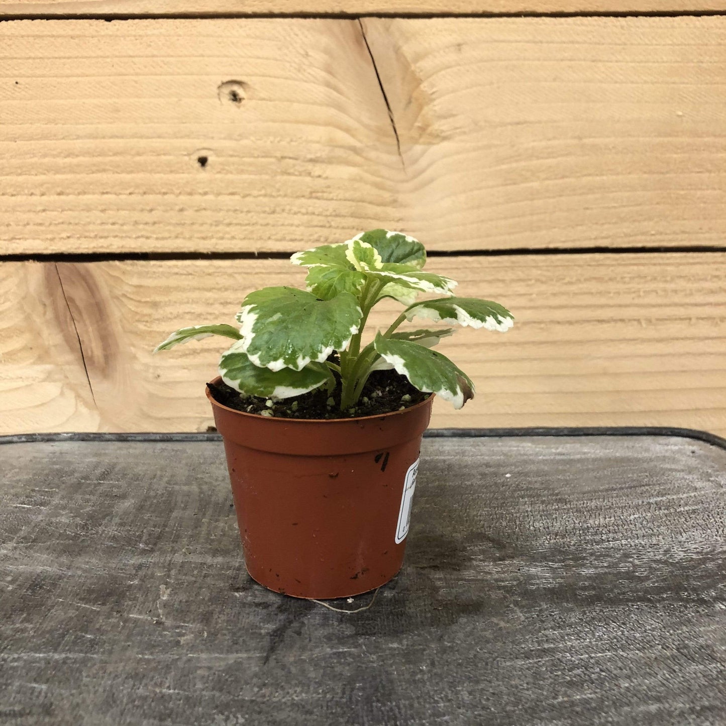 Plectranthus Swedish Ivy Mint, 2" Plant