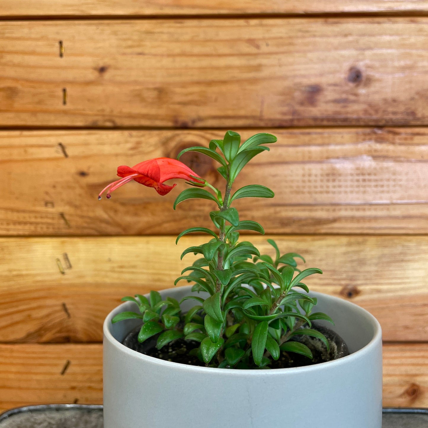 Aeschynanthus Lipstick Buxifolius Box Leaf, 2" Plant