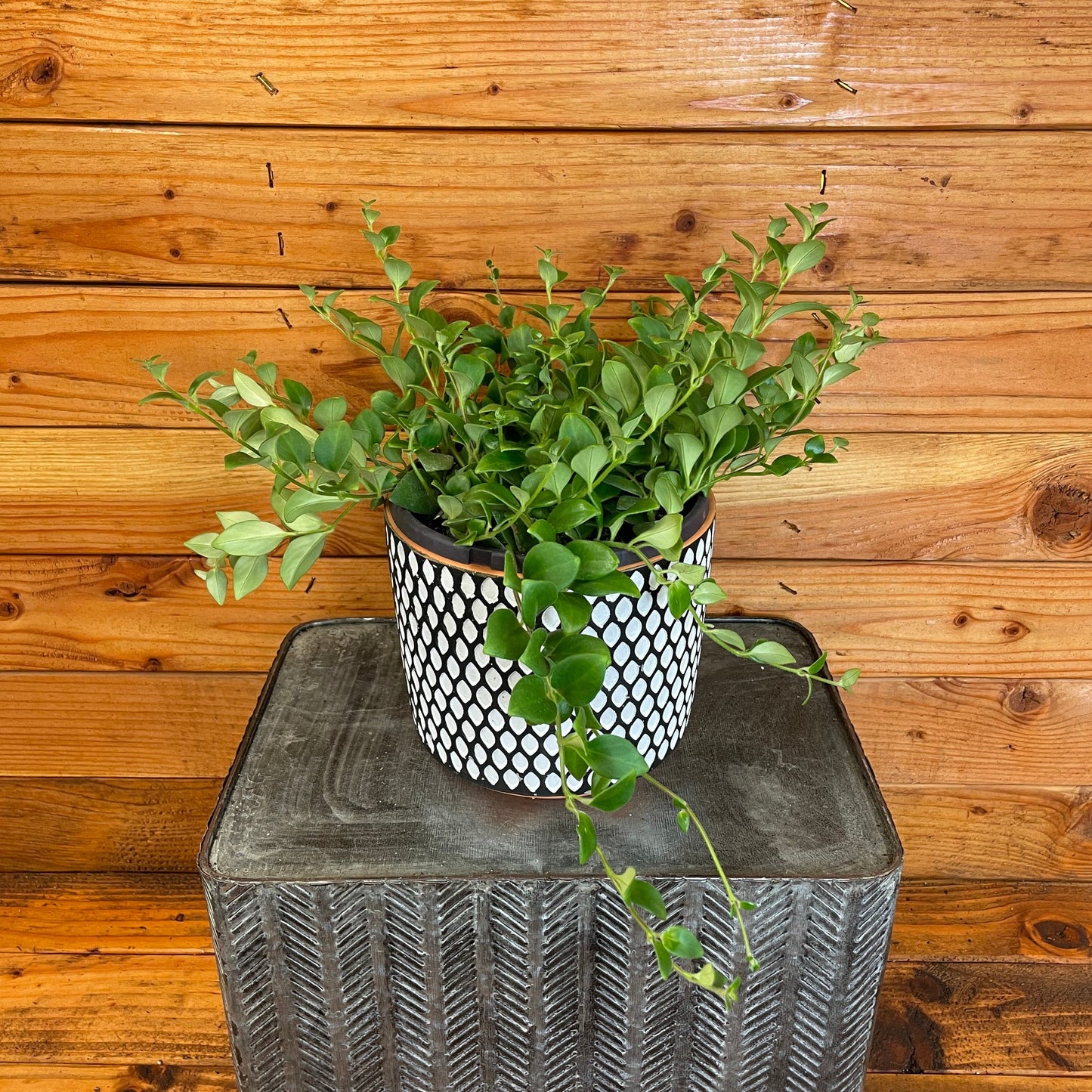 Aeschynanthus Lipstick Tricolor from Borneo, Cuttings x5