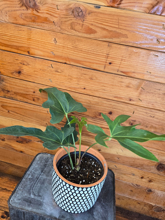 Anthurium Podophyllum, 6" Plant