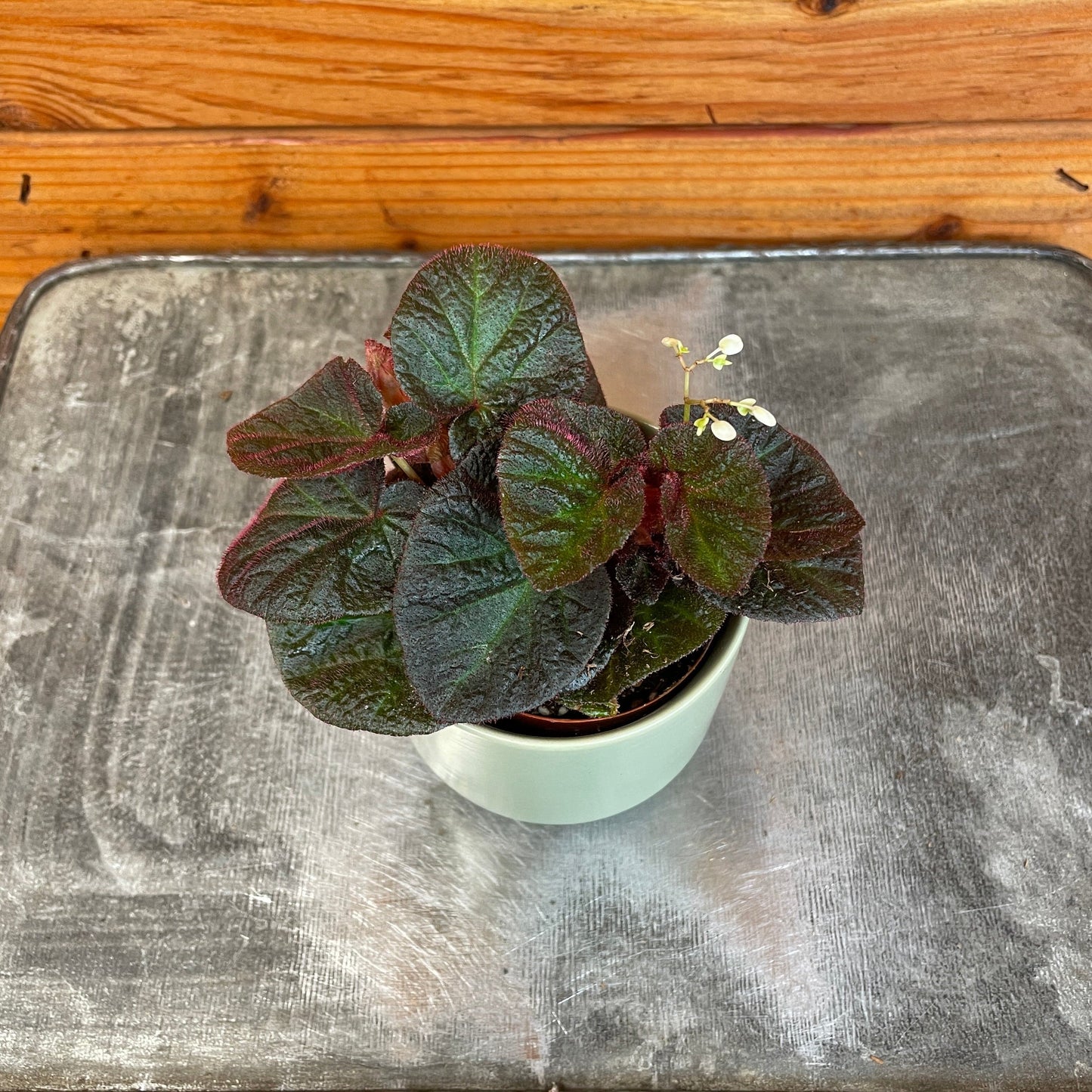 Begonia Manaus, 2" Plant