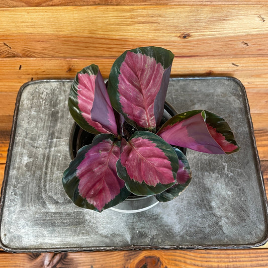 Calathea Roseopicta Rosy, 4" Plant