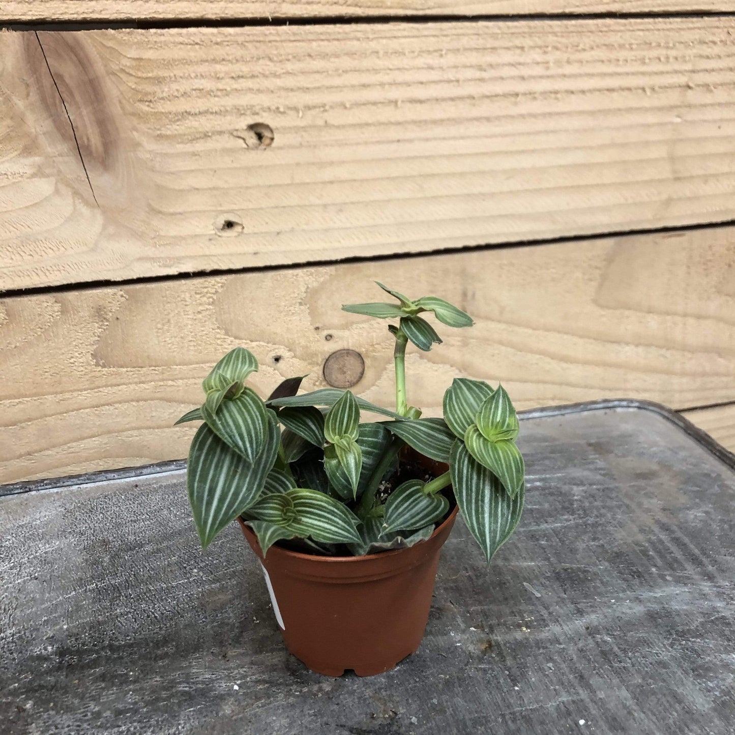 Callisia Elegans, 2" Plant