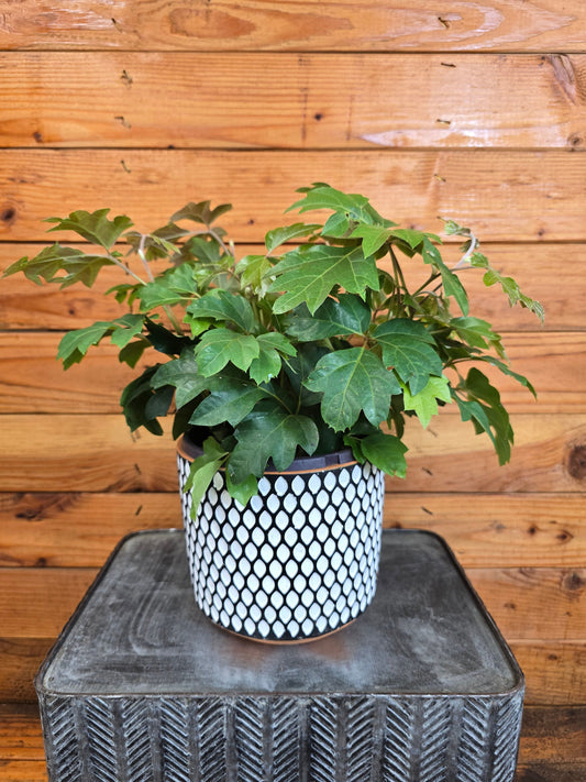 Cissus Oak Leaf Ivy, 6” Plant