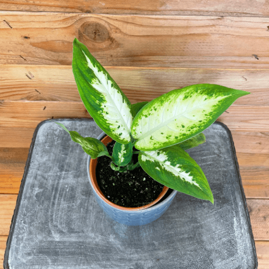 Dieffenbachia Compacta, 4" Plant