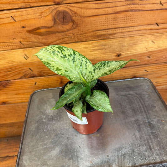 Dieffenbachia Tiki, 4" Plant