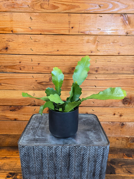 Epiphyllum Anguliger Beavertail Orchid Cactus, 4" Plant