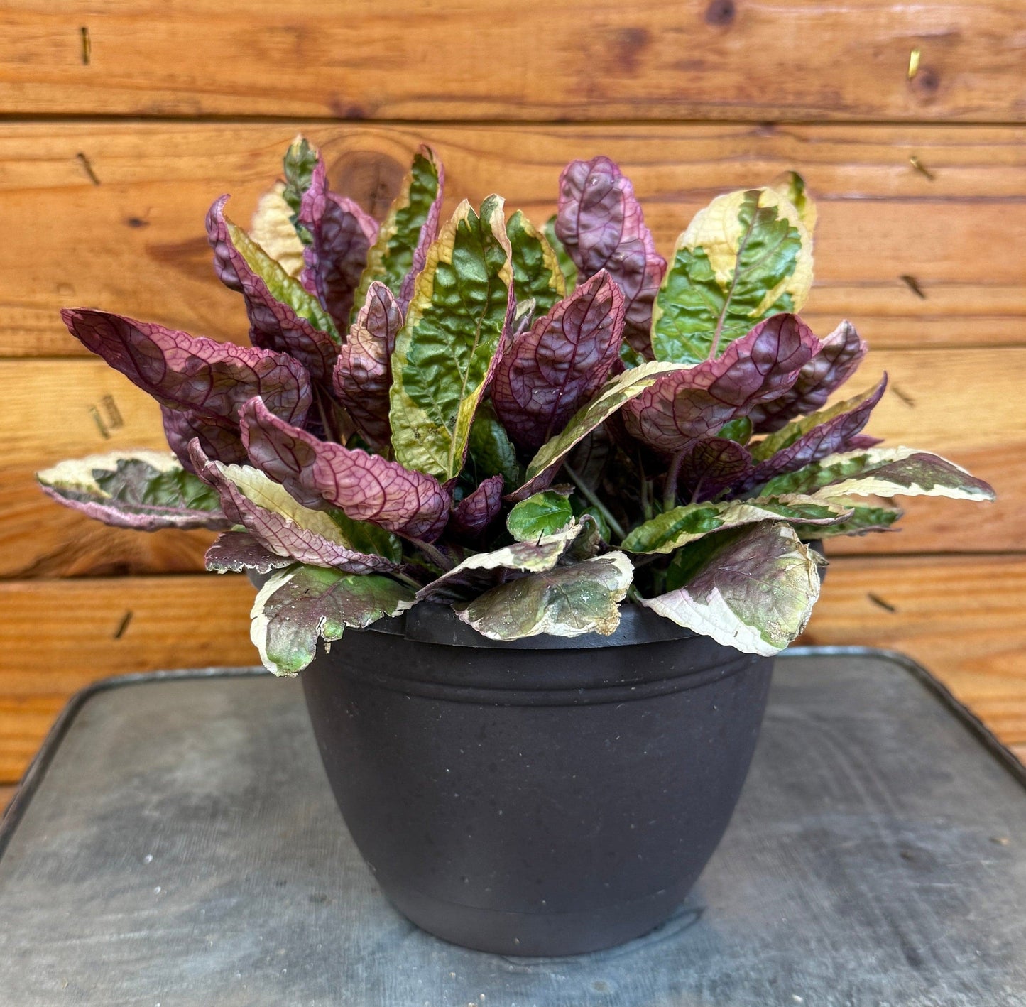 Hemigraphis Variegated Waffle, 6" Plant