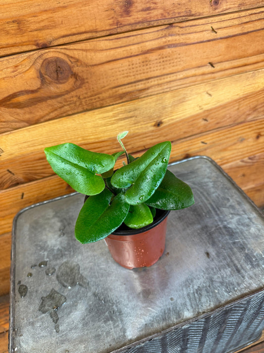 Hemionitis Arifolia Heart Fern, 4" Plant