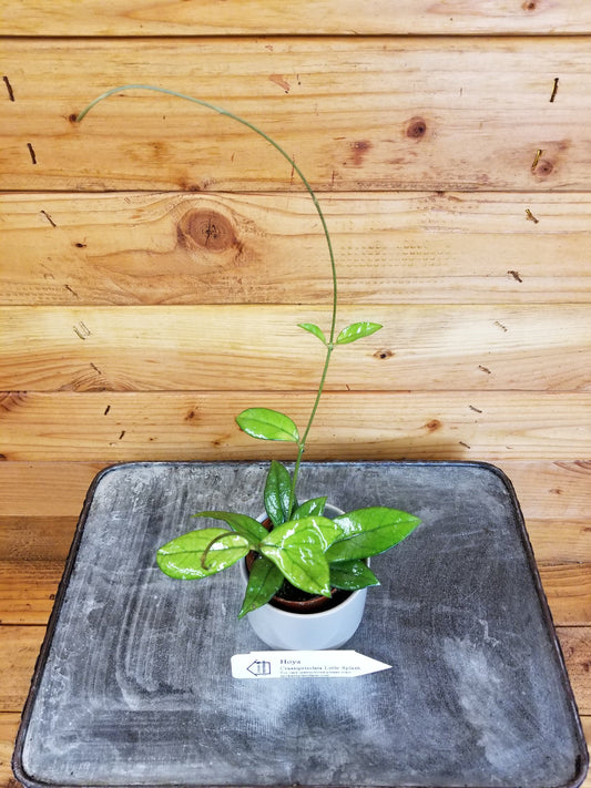 Hoya Crassipetiolata Little Splash, 2" Plant