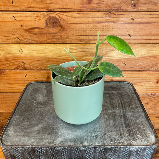 Hoya CV Optimistic, 4" Plant