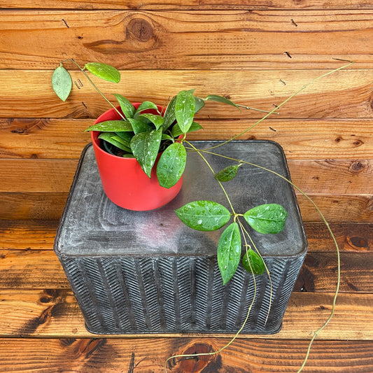 Hoya Erythrostemma Splash, 4" Plant