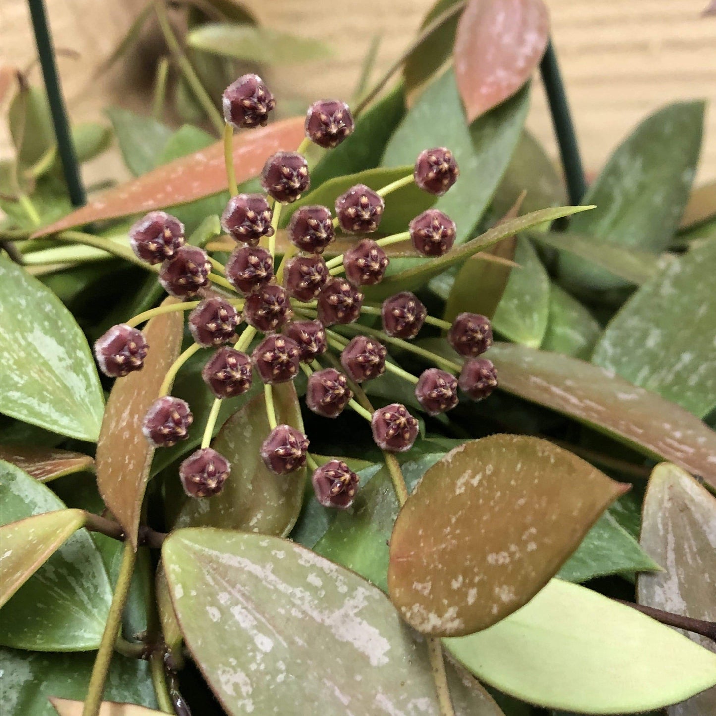 Hoya Gracilis, 2" Plant