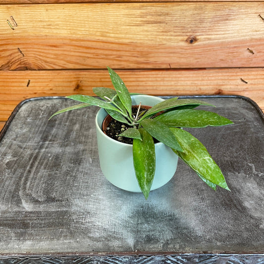 Hoya Gracilis, 2" Plant