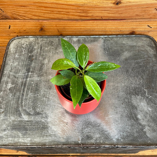 Hoya Limoniaca, 2" Plant