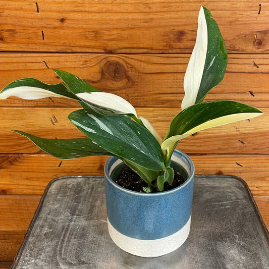 Monstera Standleyana Variegata, 4" Plant