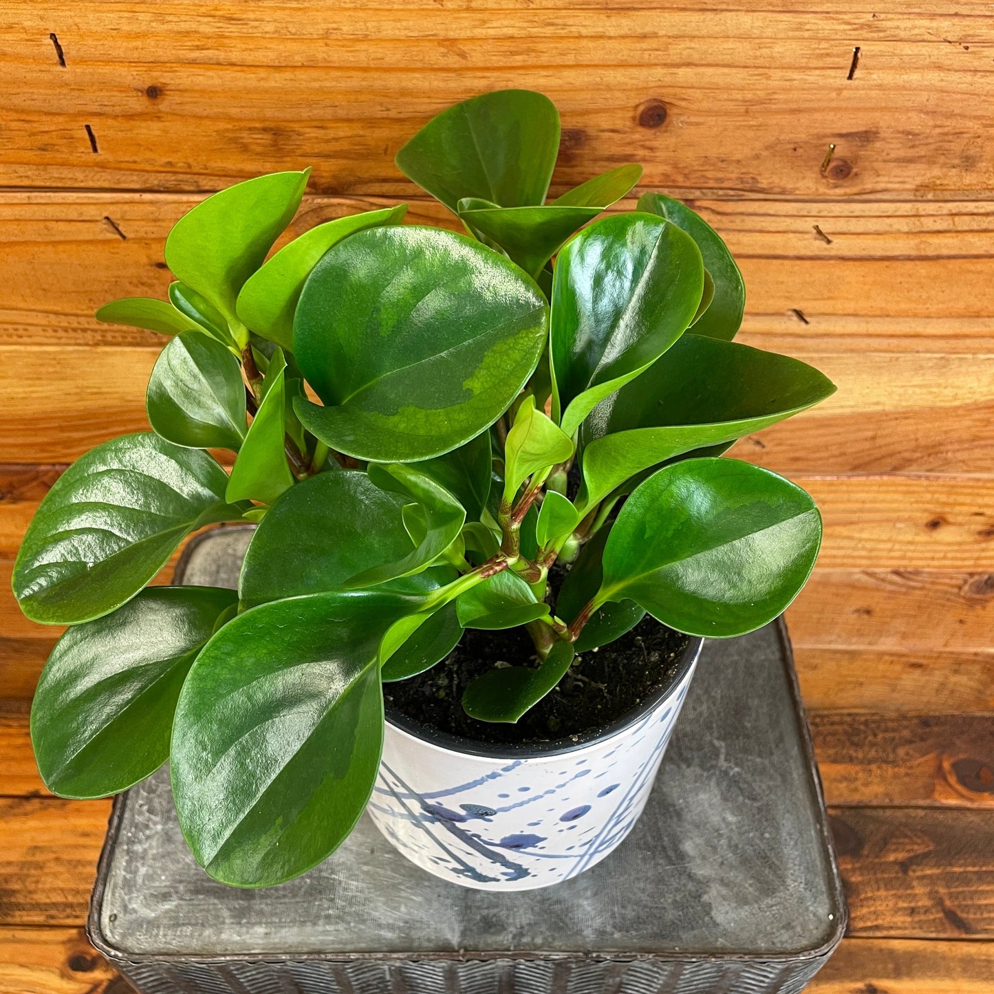 Peperomia Obtusifolia Lemon Lime, 6" Plant
