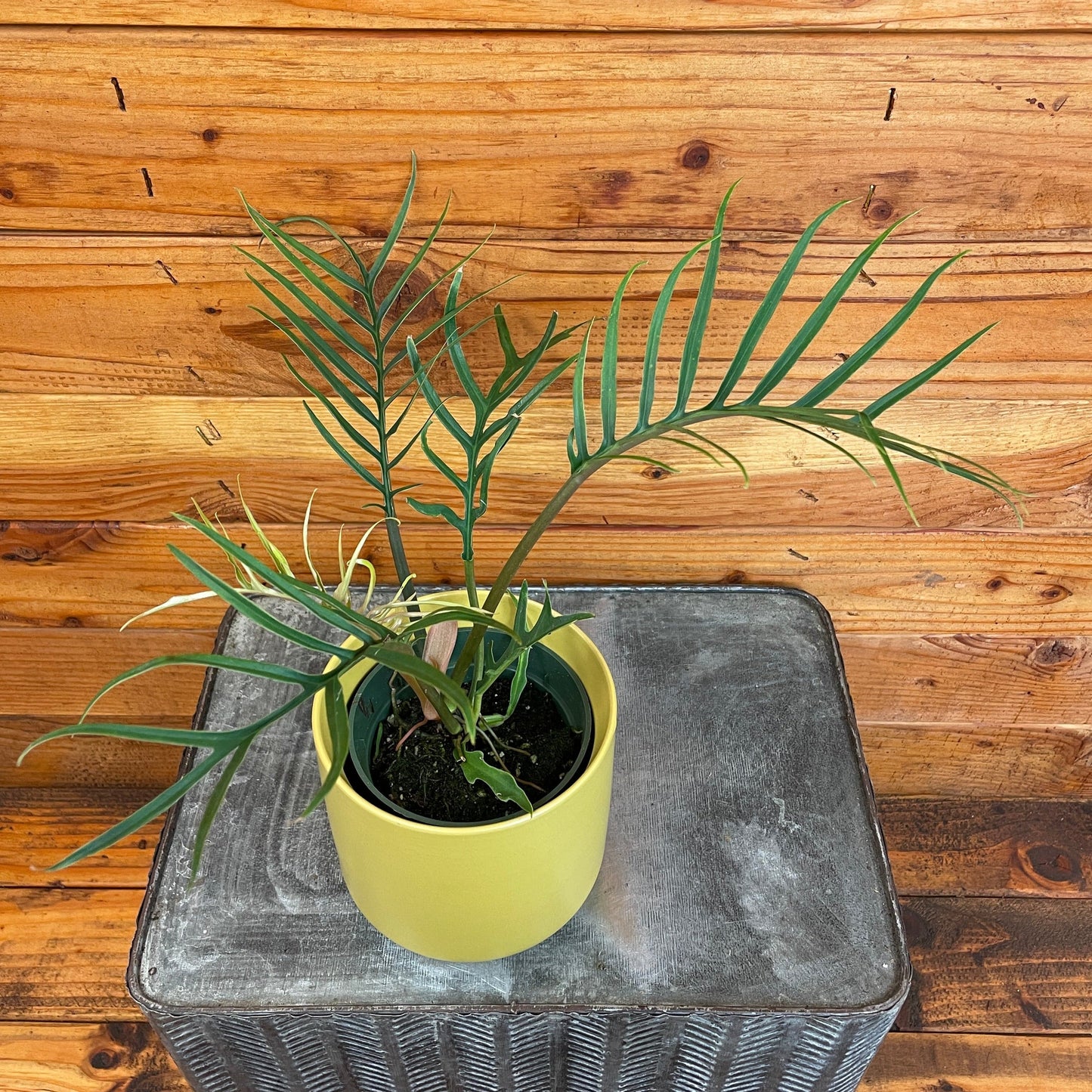 Philodendron Tortum, 4" Plant