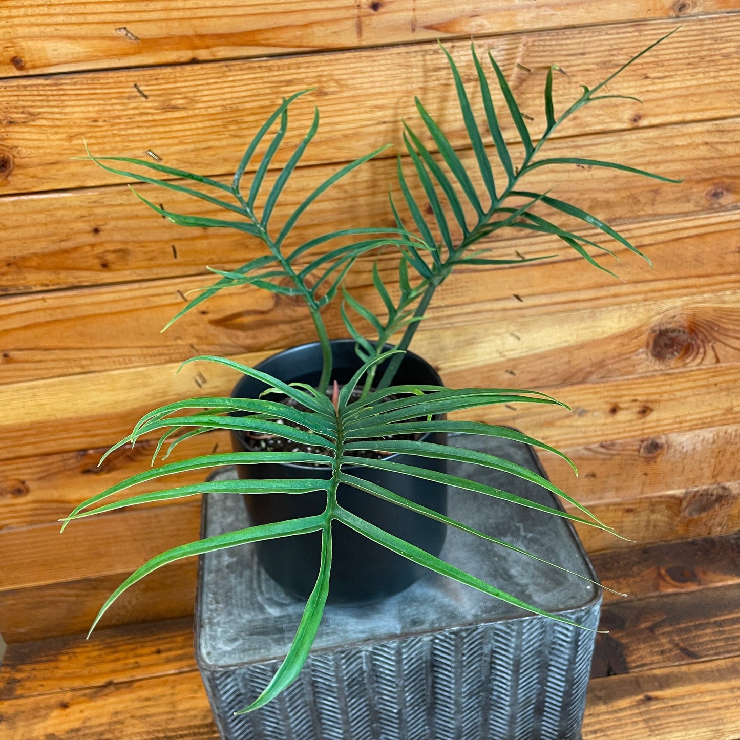 Philodendron Tortum, 6" Plant
