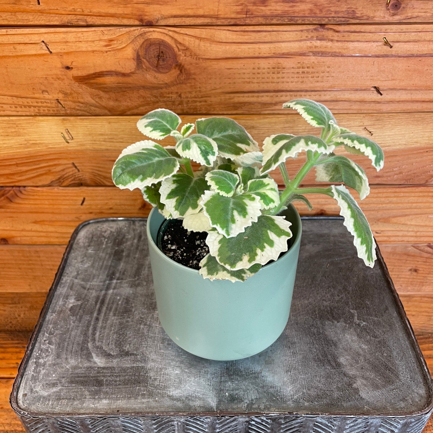 Plectranthus Variegated, 4" Plant