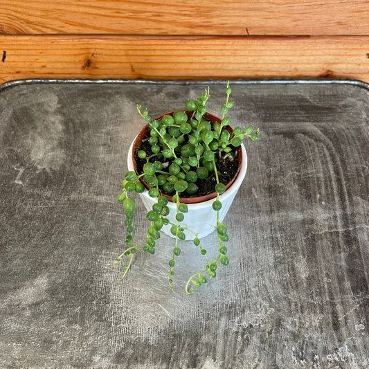 Rowleyanus String of Pearls, 2" Plant