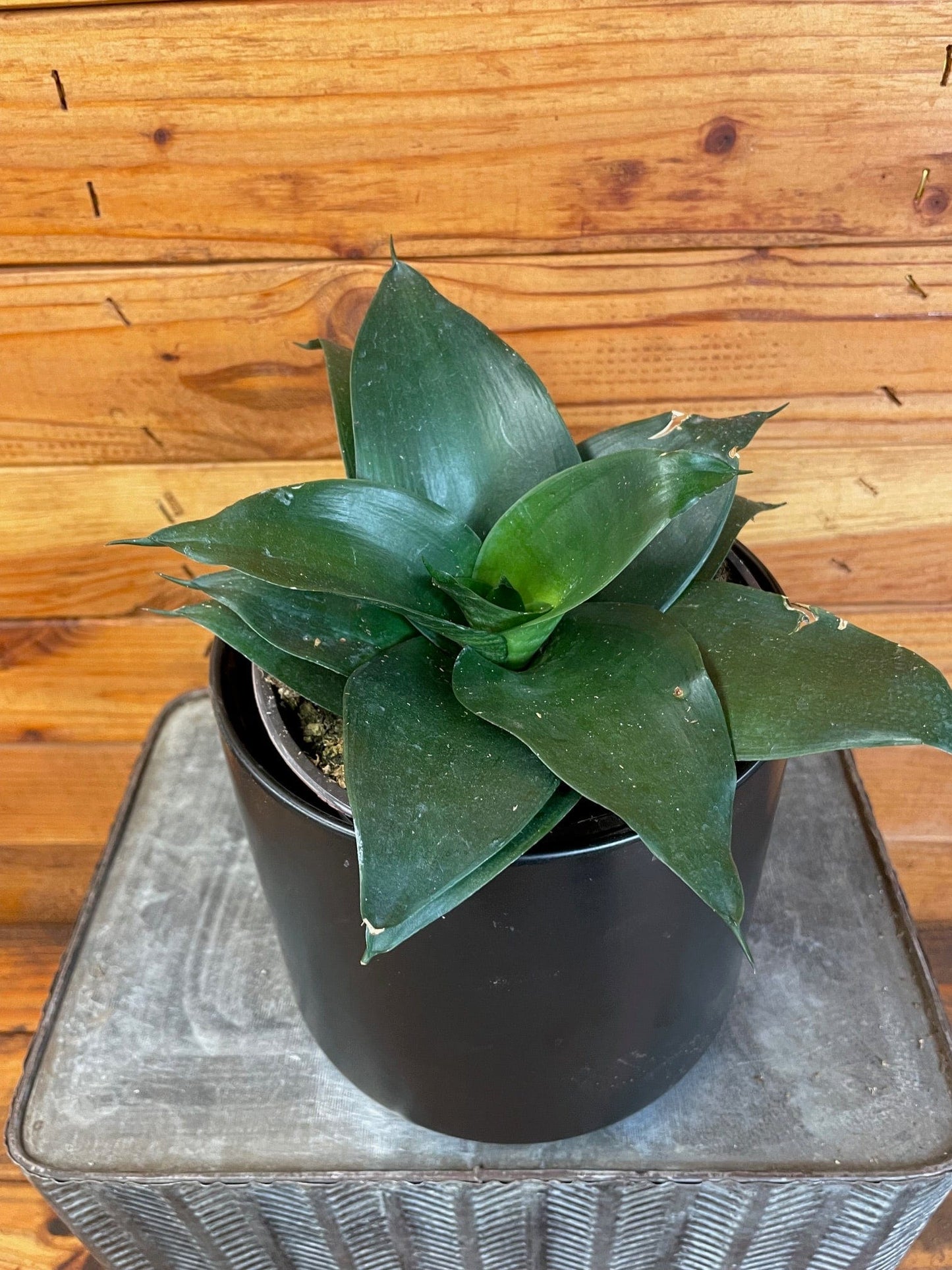 Sansevieria Black Jade Hahnii, 6" Plant