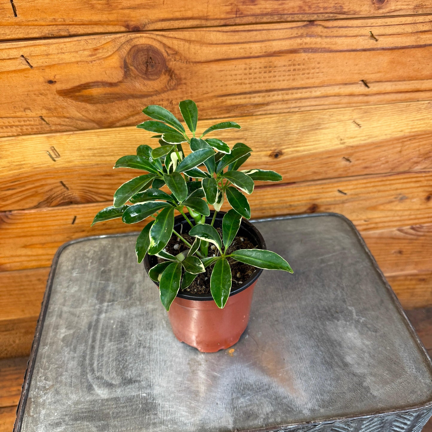 Schefflera Moondrop, 4" Plant