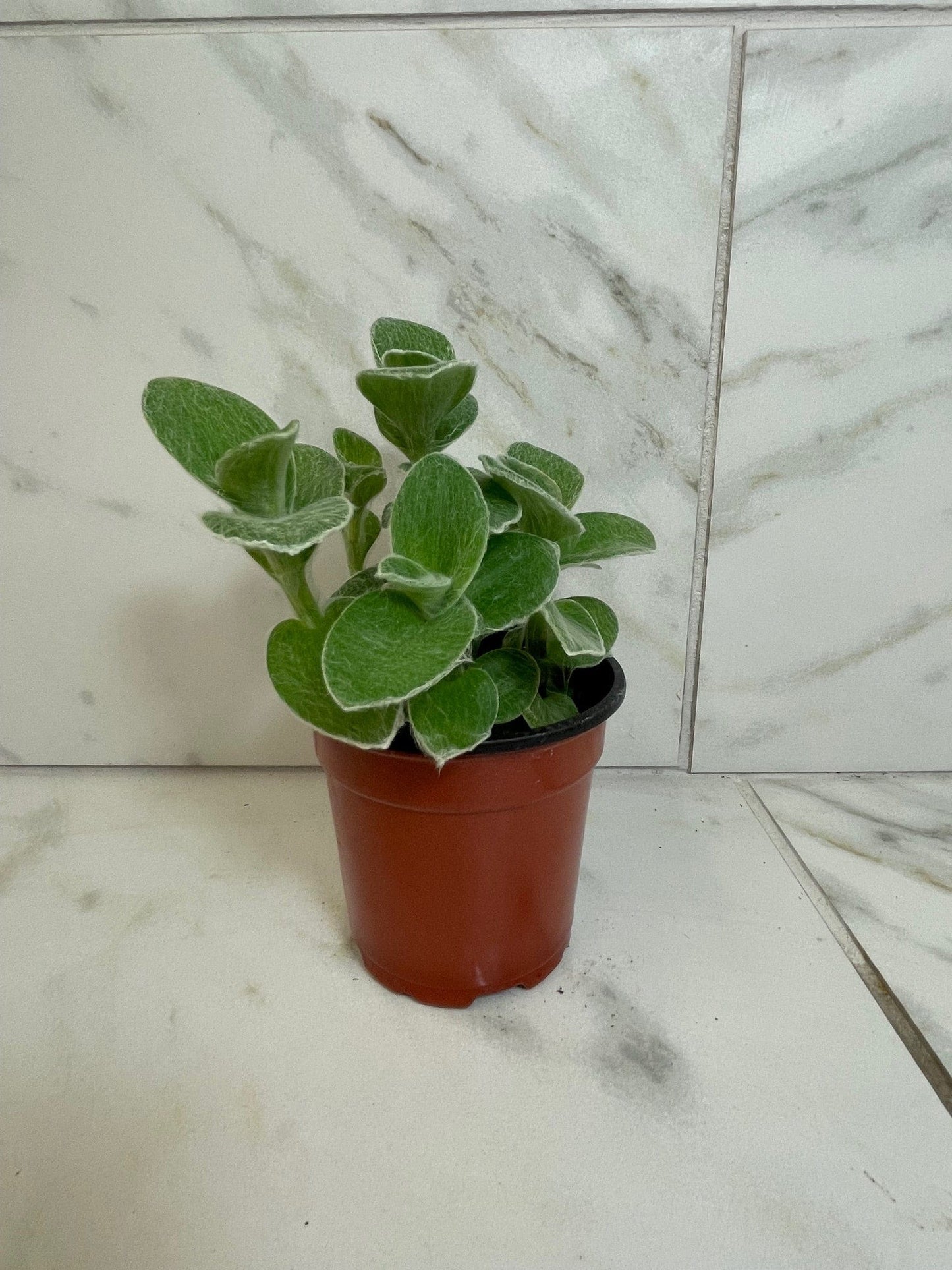 Tradescantia Sillamontana Teddy Bear Vine, 4" Plant