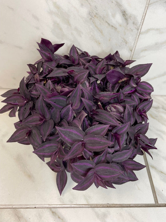Tradescantia Zebrina Red Mini, 6" Plant
