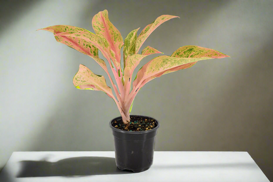 Aglaonema 'Pink Baramee'