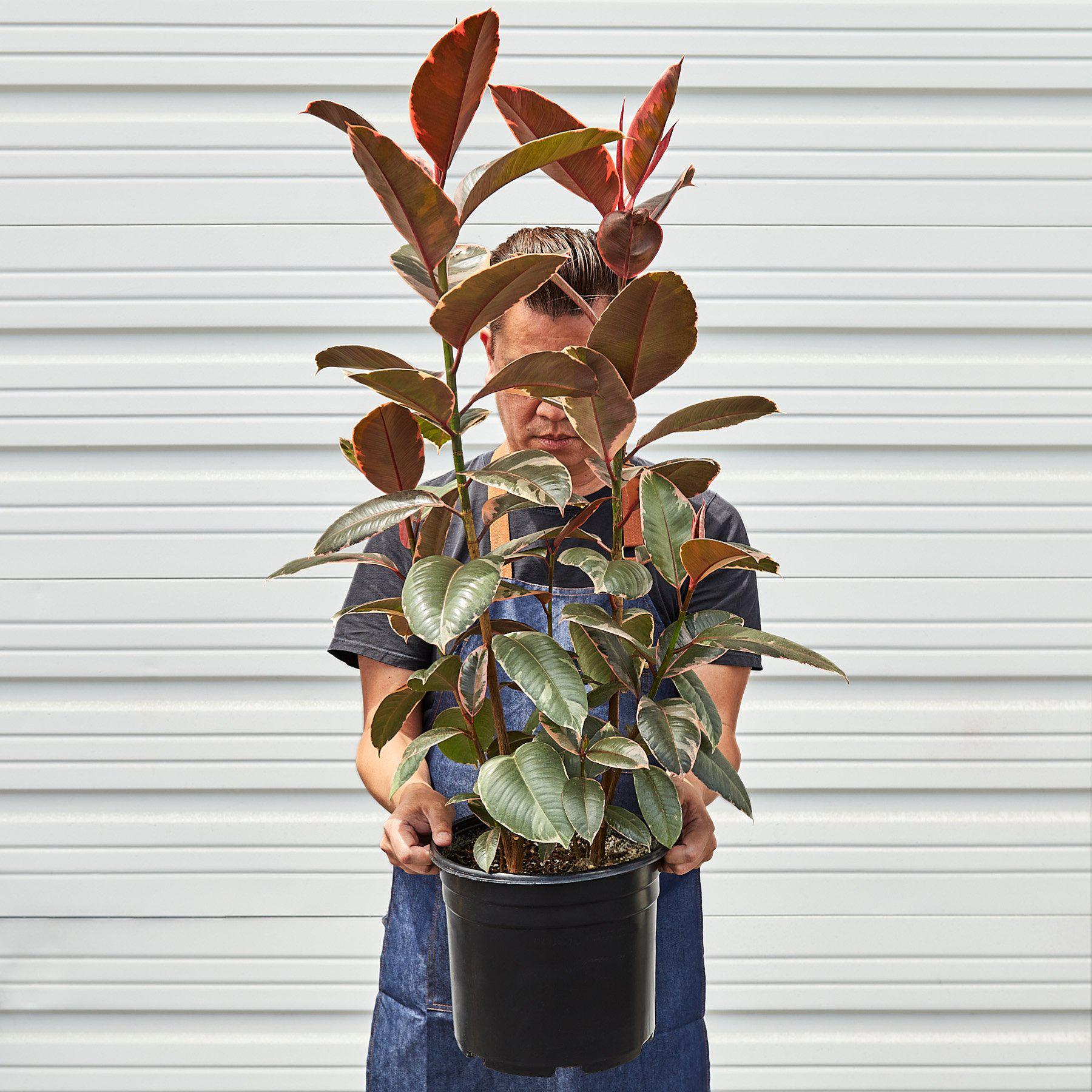 Ficus Elastica 'Ruby Pink'