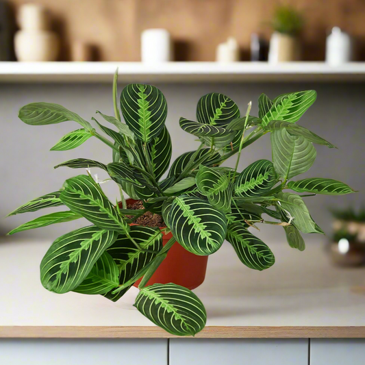 Maranta 'Lemon Lime'