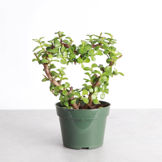 Jade Heart Bonsai