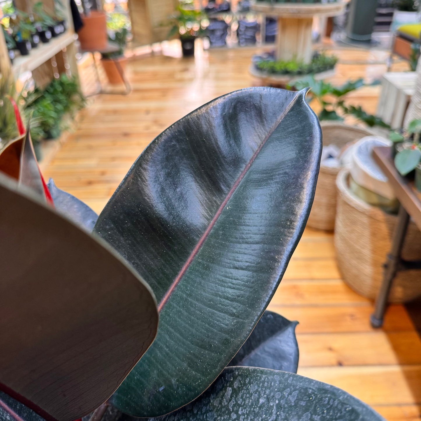 Ficus Burgundy