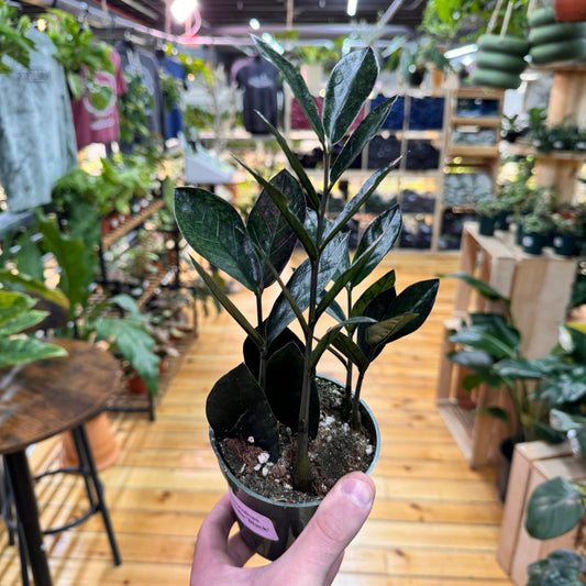 Zamioculas Zamiifolia 'ZZ' Black