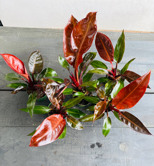 Philodendron Kathleen