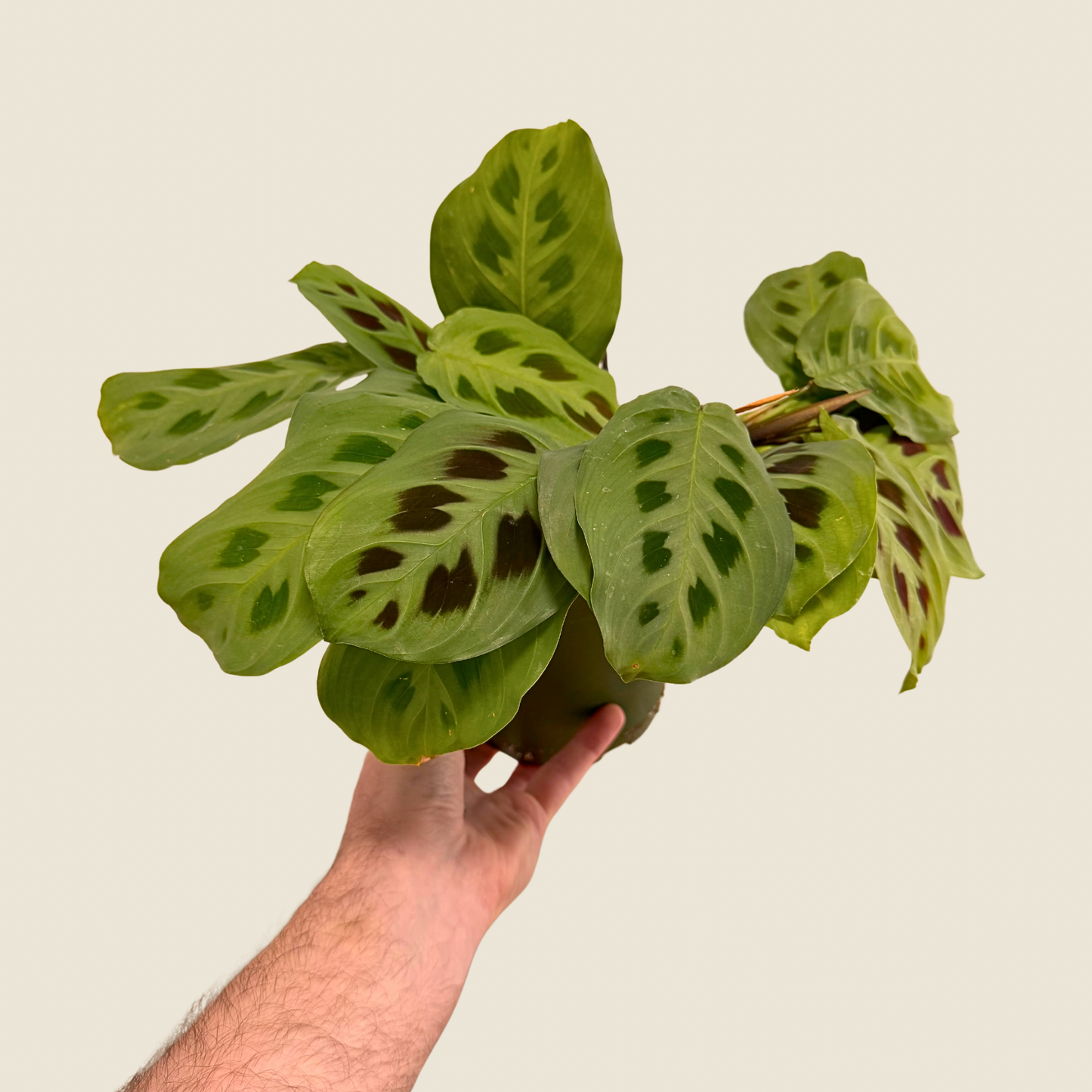 Maranta Leuconeura 'Green'