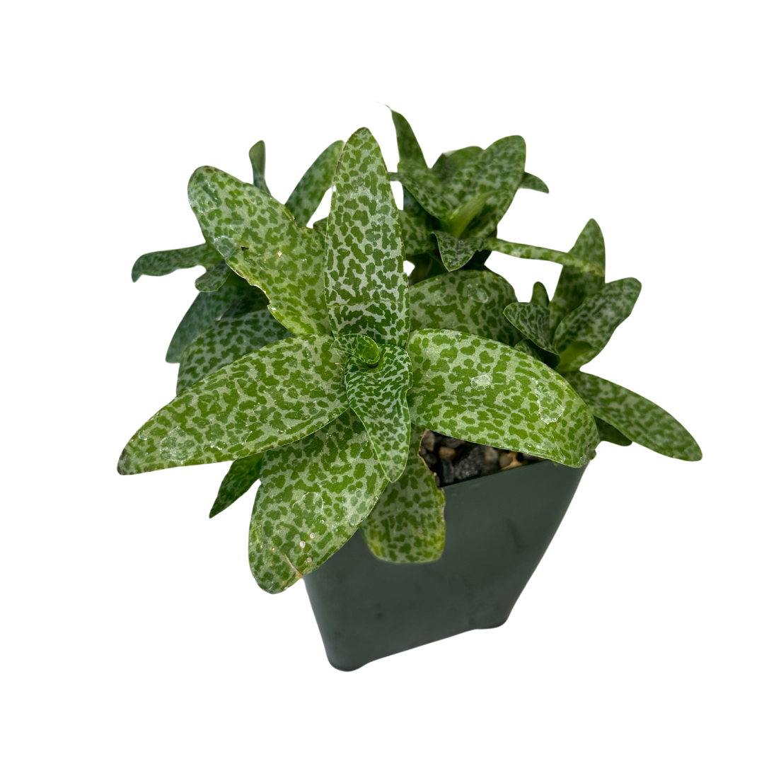 Ledebouria Socialis Silver Squill