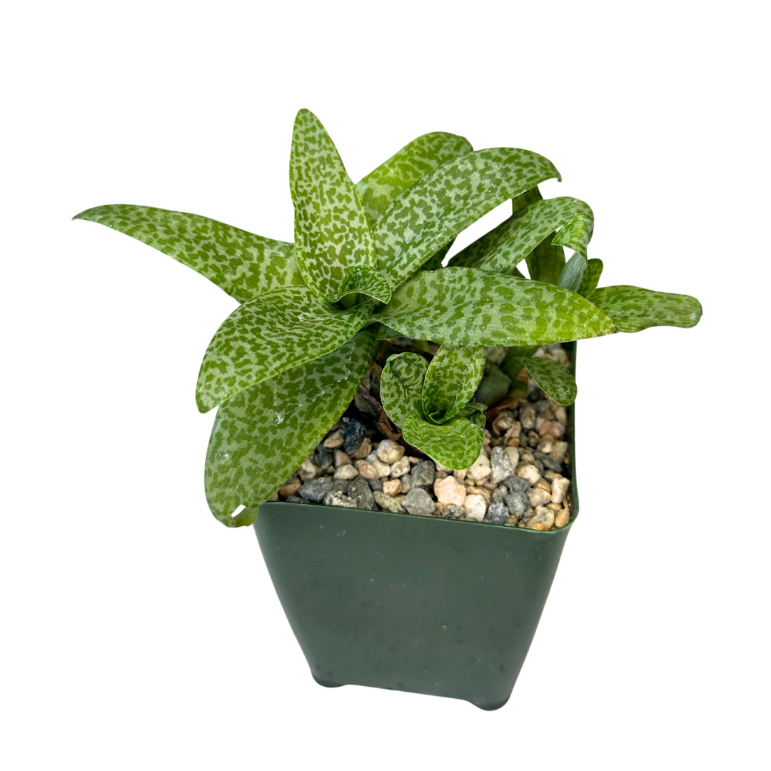 Ledebouria Socialis Silver Squill