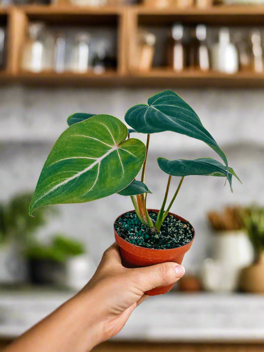 Philodendron 'Gloriosum'