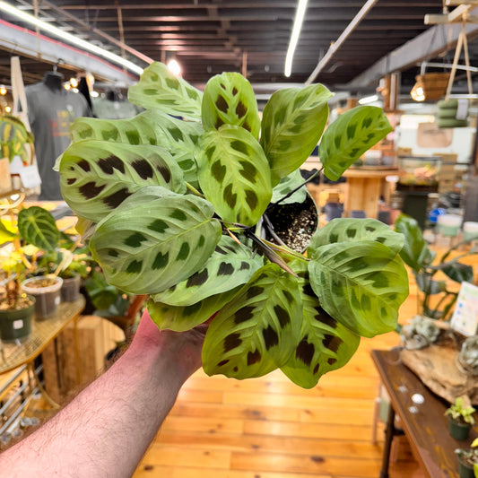Maranta Leuconeura 'Green'