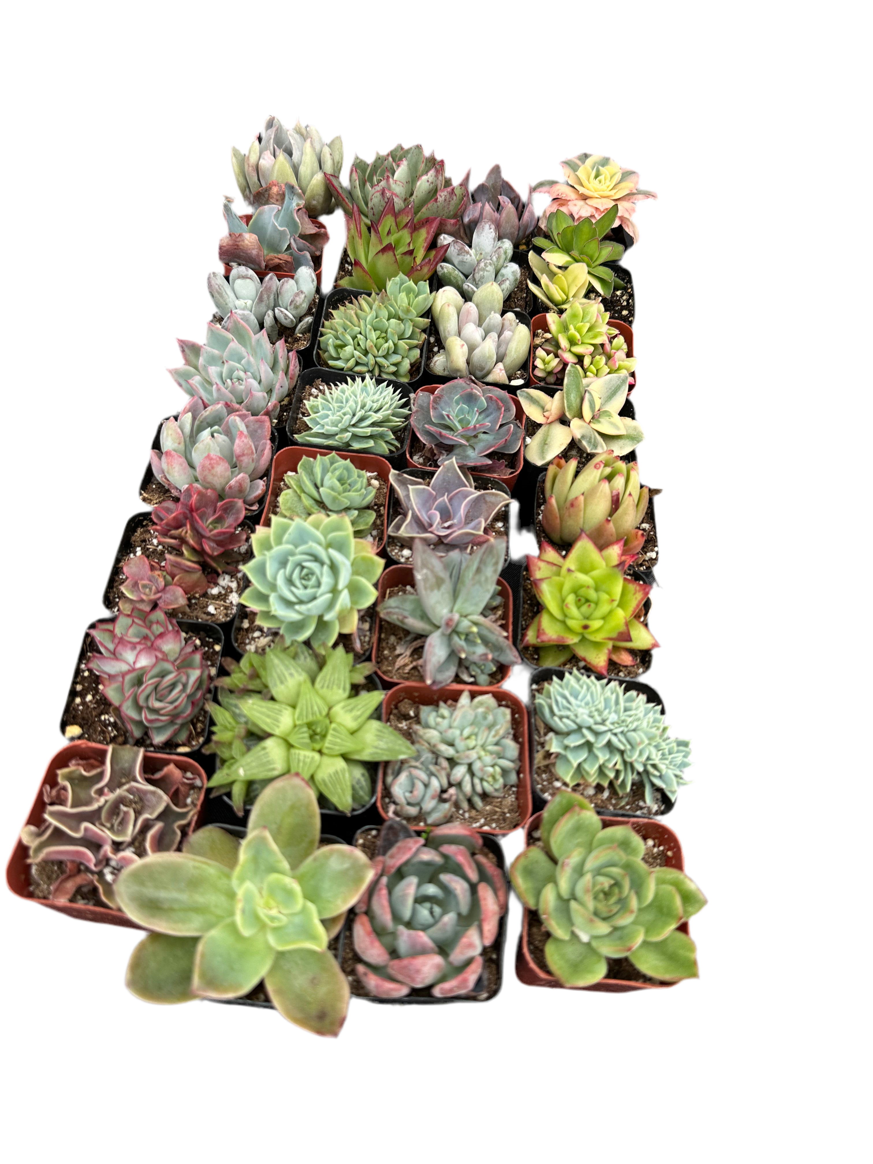 Half Flat Special - 32 succulents in 2” pots
