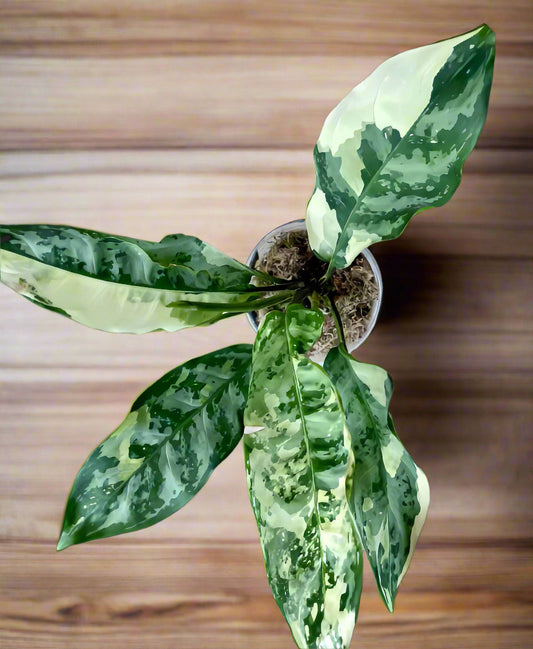 Aglaonema Manila Pride 6 " Nursery Pot