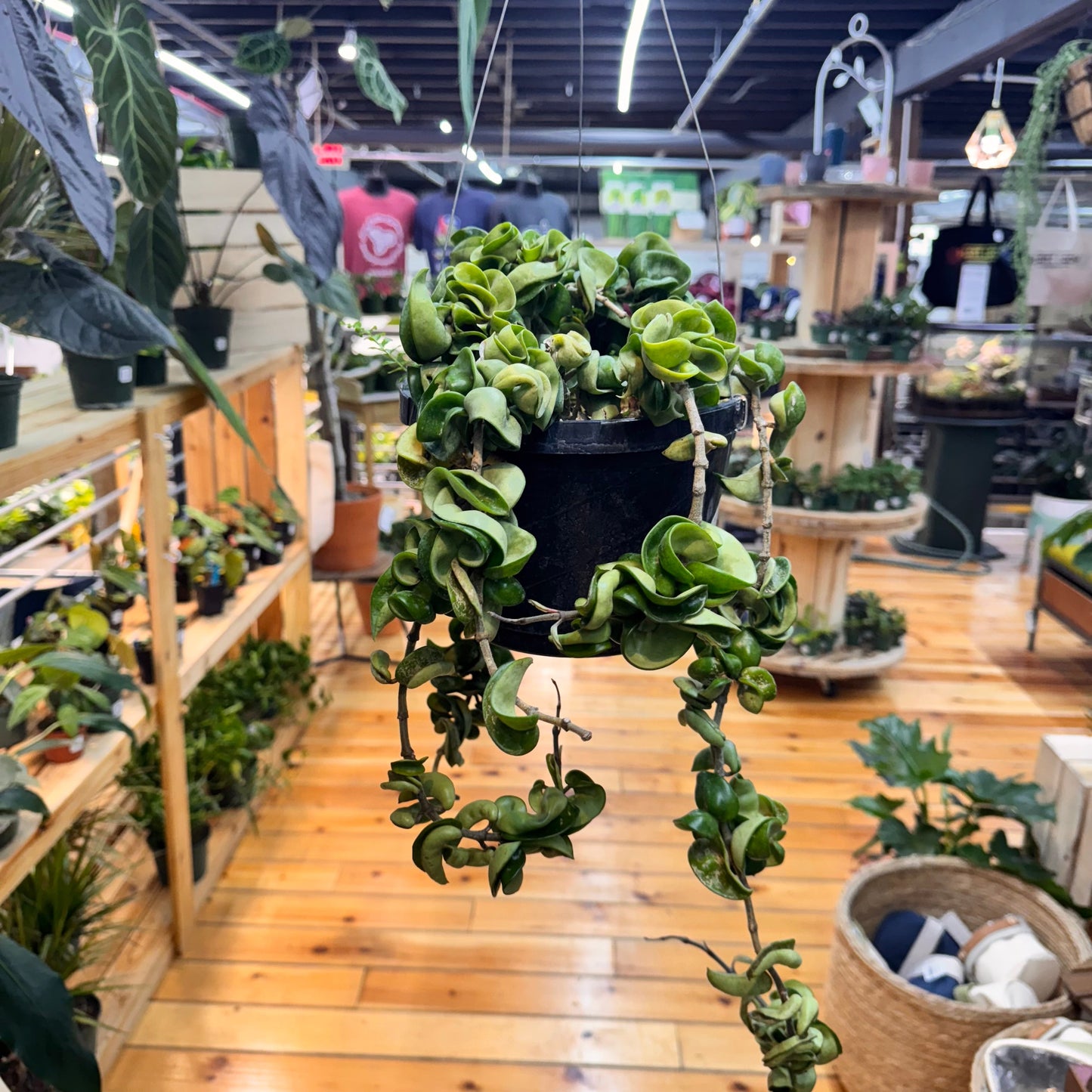 Hoya Rope