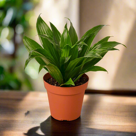 Dracaena 'Janet Craig'