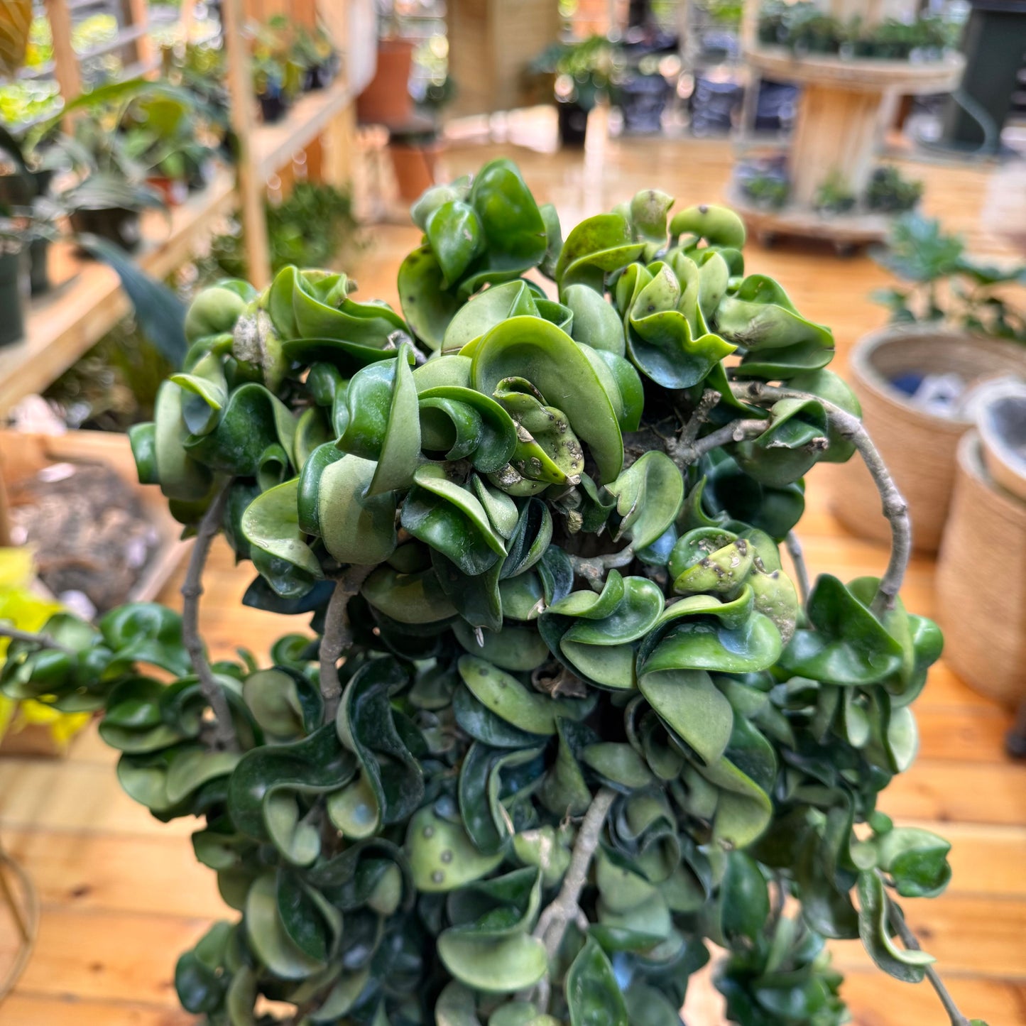 Hoya Rope