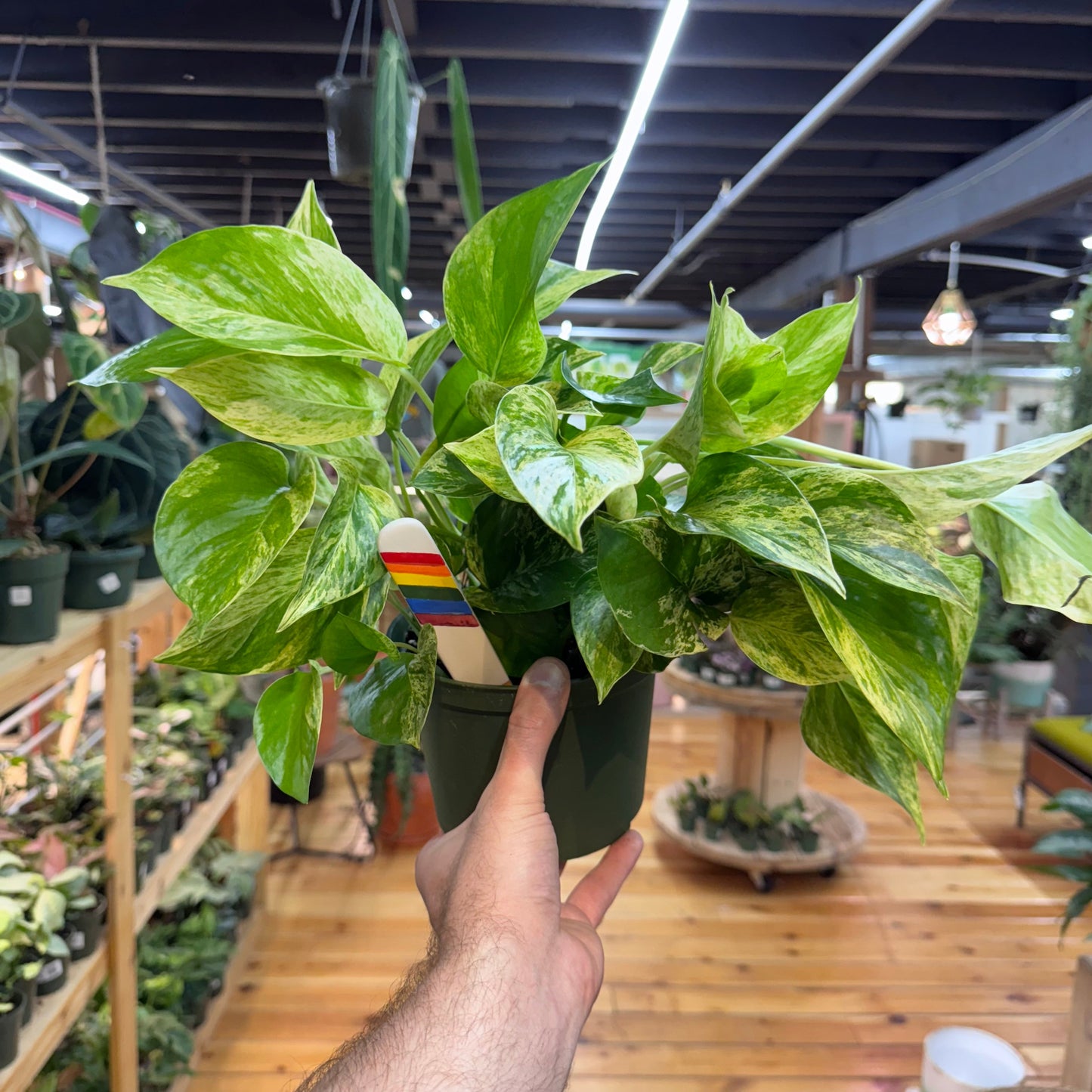 Pothos Marble Queen