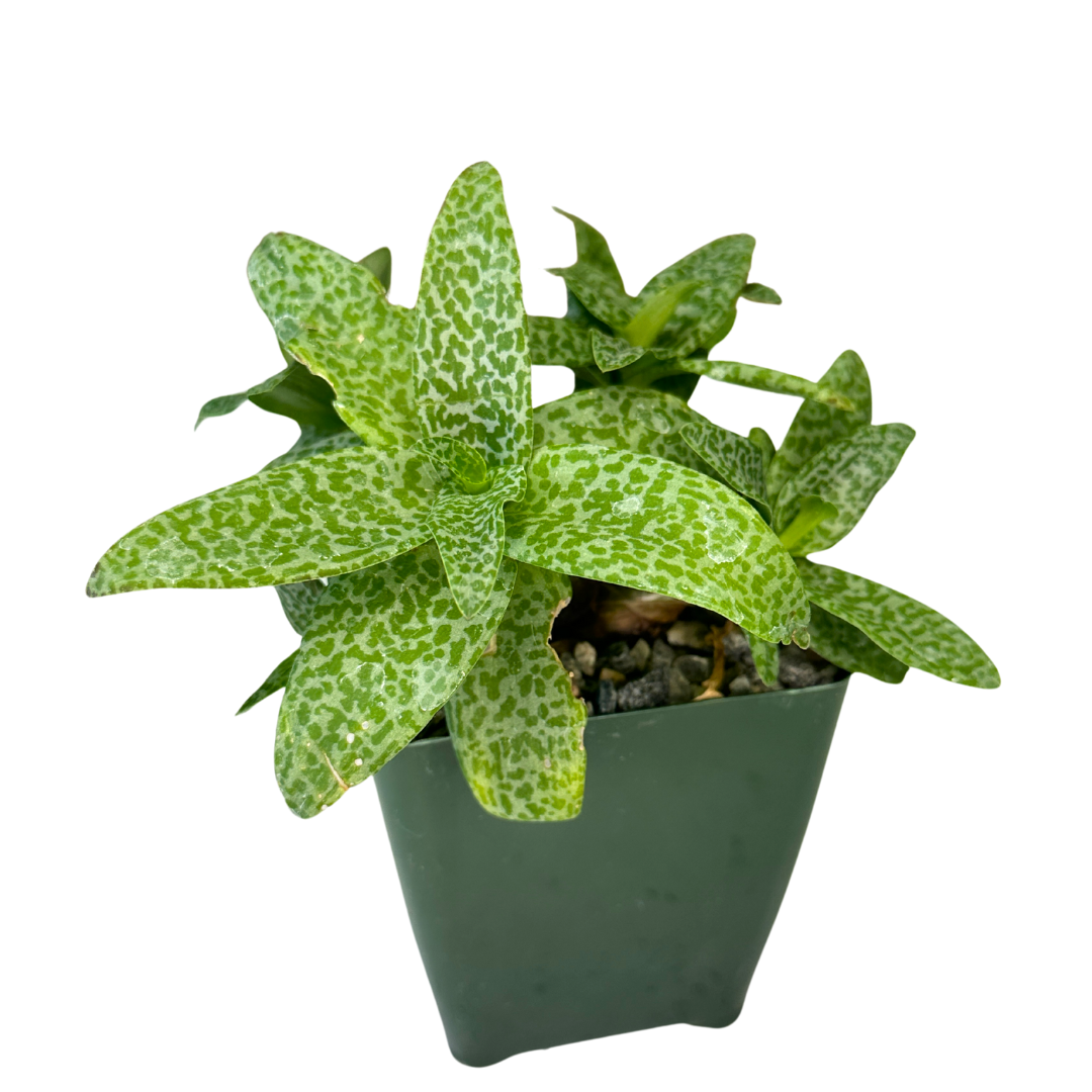 Ledebouria Socialis Silver Squill